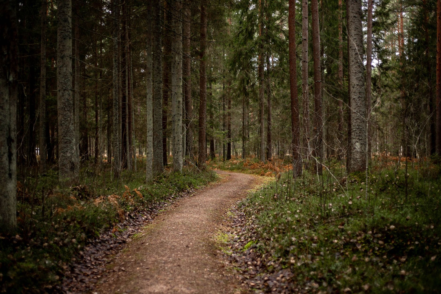 Tranquil forest path surrounded by tall trees and lush greenery in a serene setting.