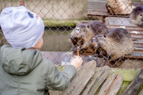 A young child feeds nutria through a chain link fence at the zoo. Cute and engaging scene.