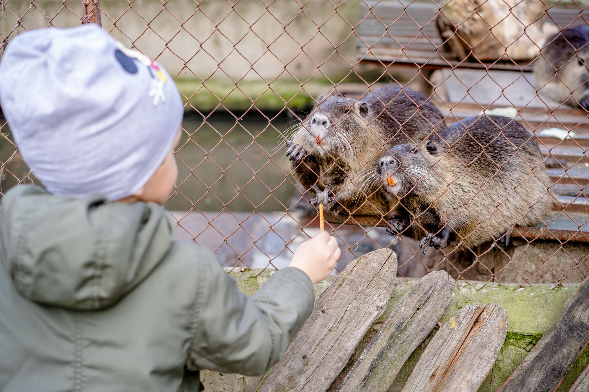 A young child feeds nutria through a chain link fence at the zoo. Cute and engaging scene.