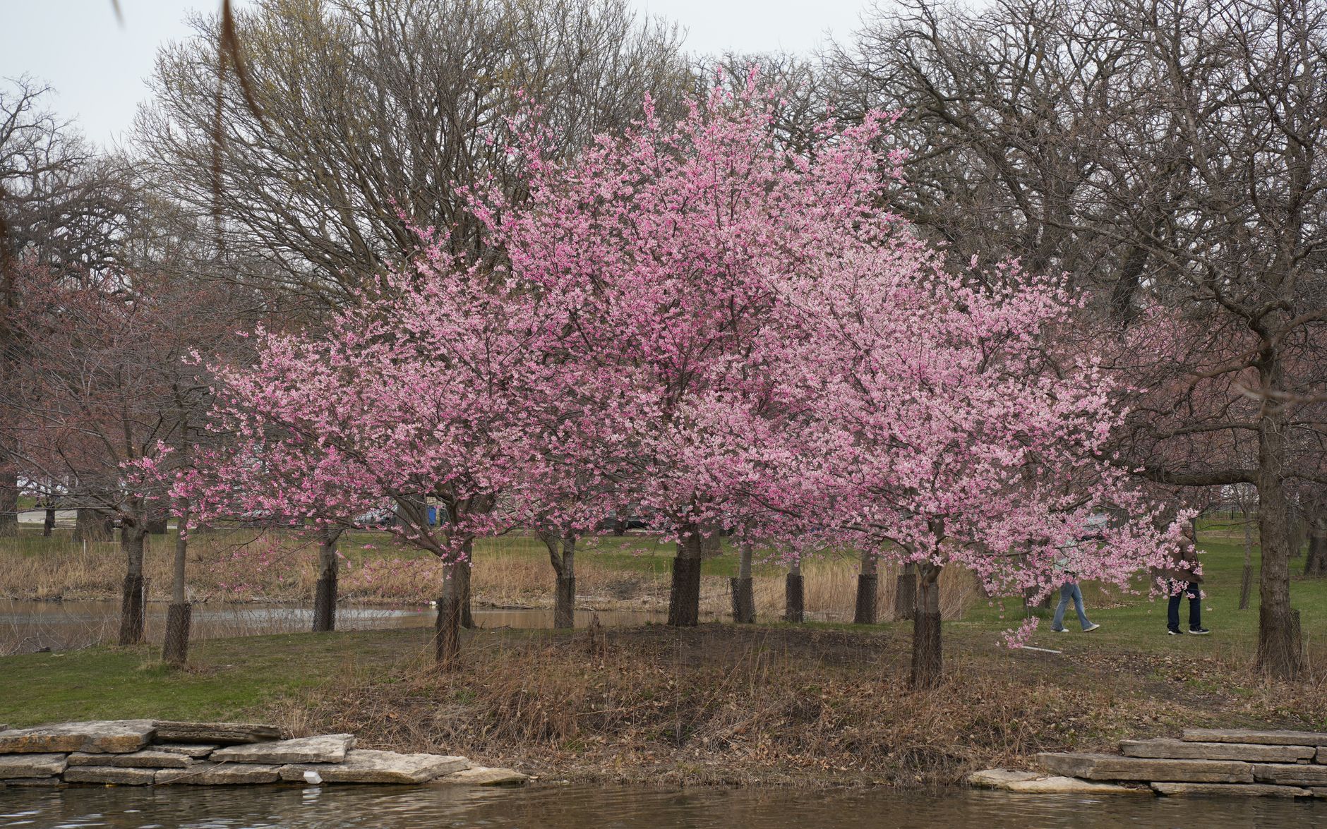 Captivating cherry blossoms in full bloom by a serene park pond in Chicago, showcasing spring's beauty.
