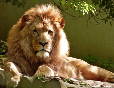 ZOO Bojnice: Tipy na rodinný výlet počas jesenných víkendov